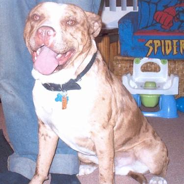 Robey Tunks Undefeated Champ Pit Bull.jpg